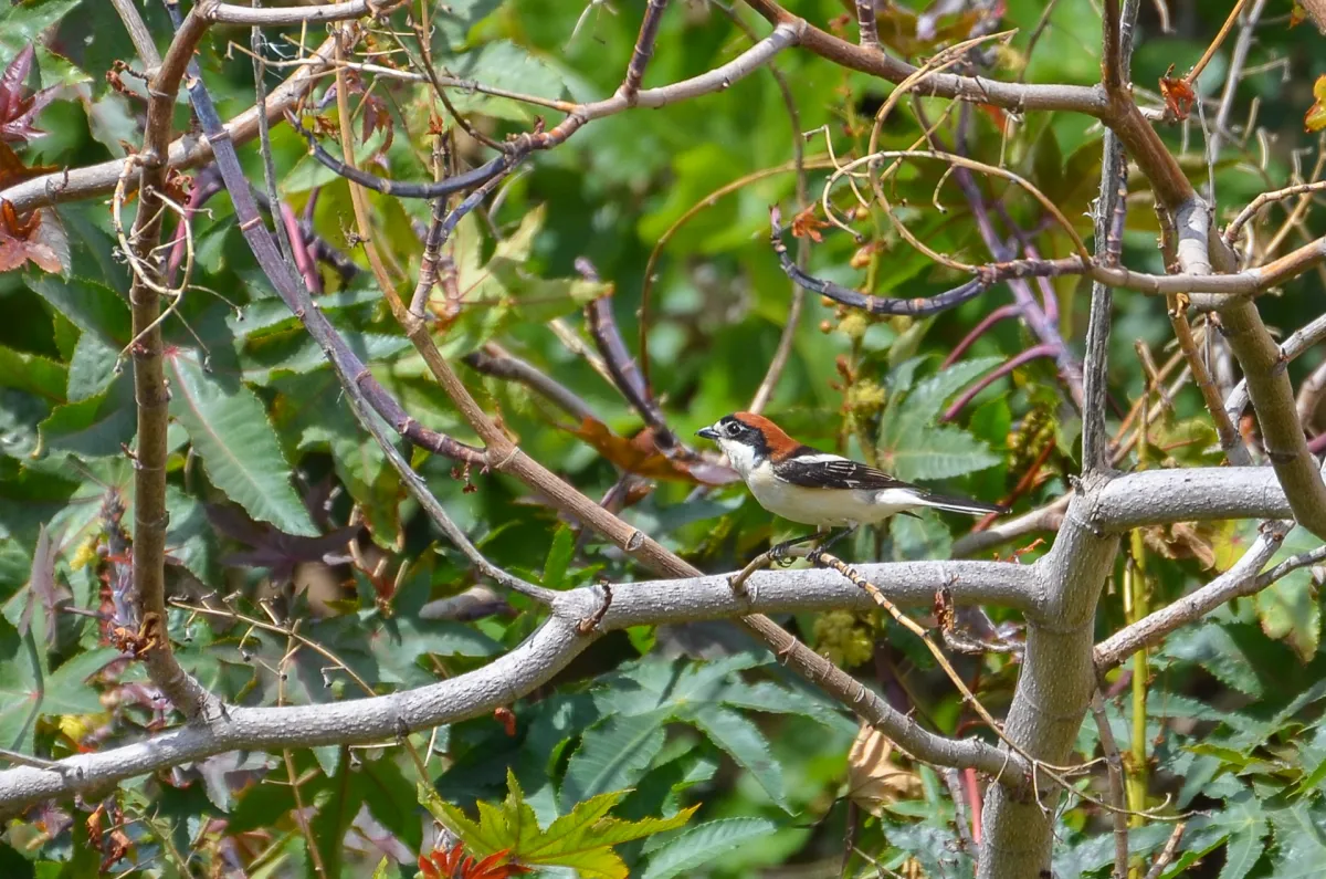 woodchat shrike, Nerja