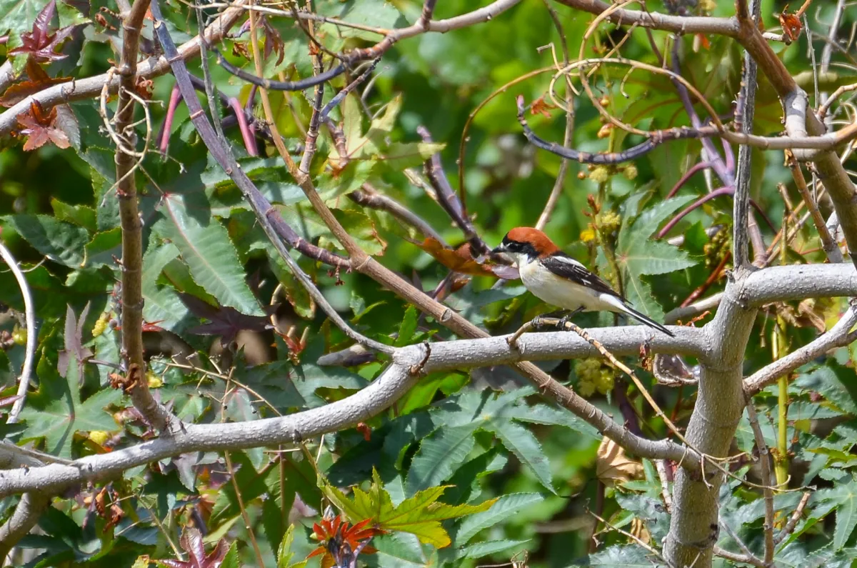 woodchat shrike in Nerja