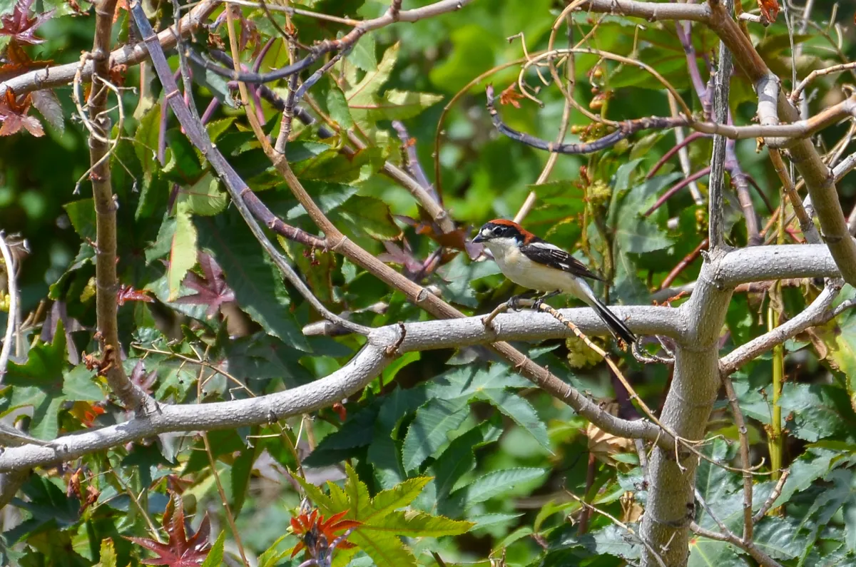 woodchat shrike by the river in Nerja