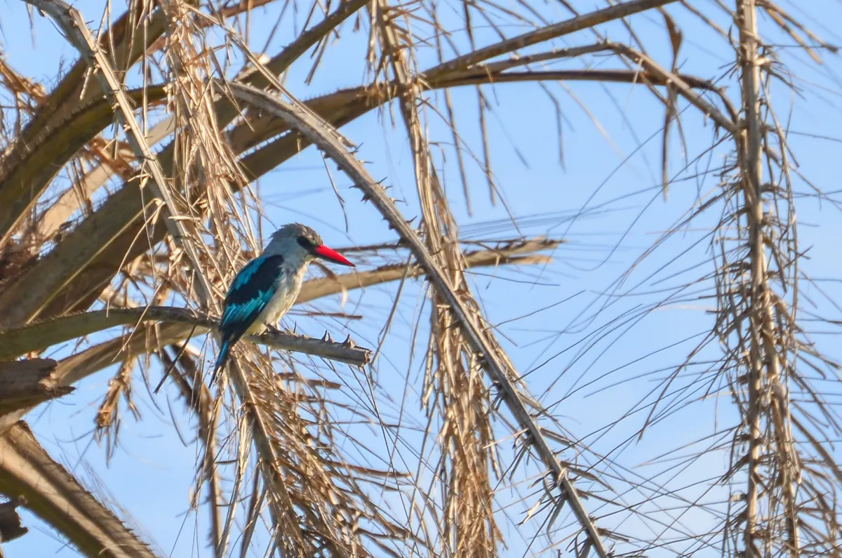 Woodland Kingfisher