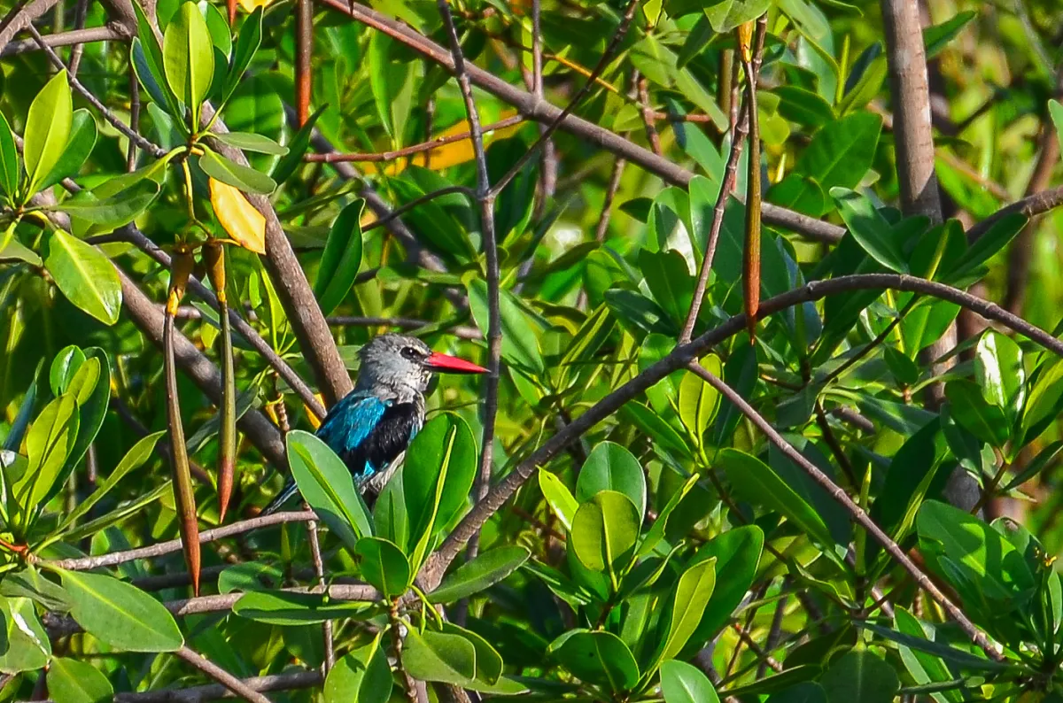 Woodland Kingfisher, The Gambia