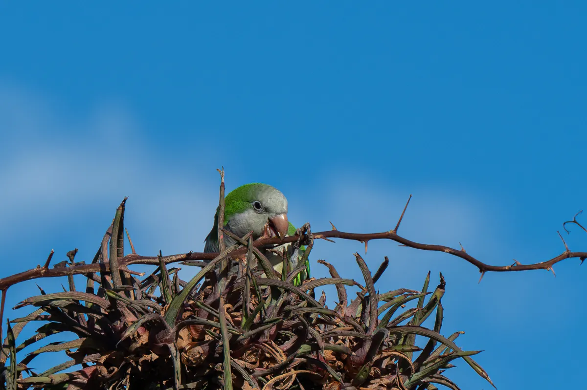 parakeet and large twig