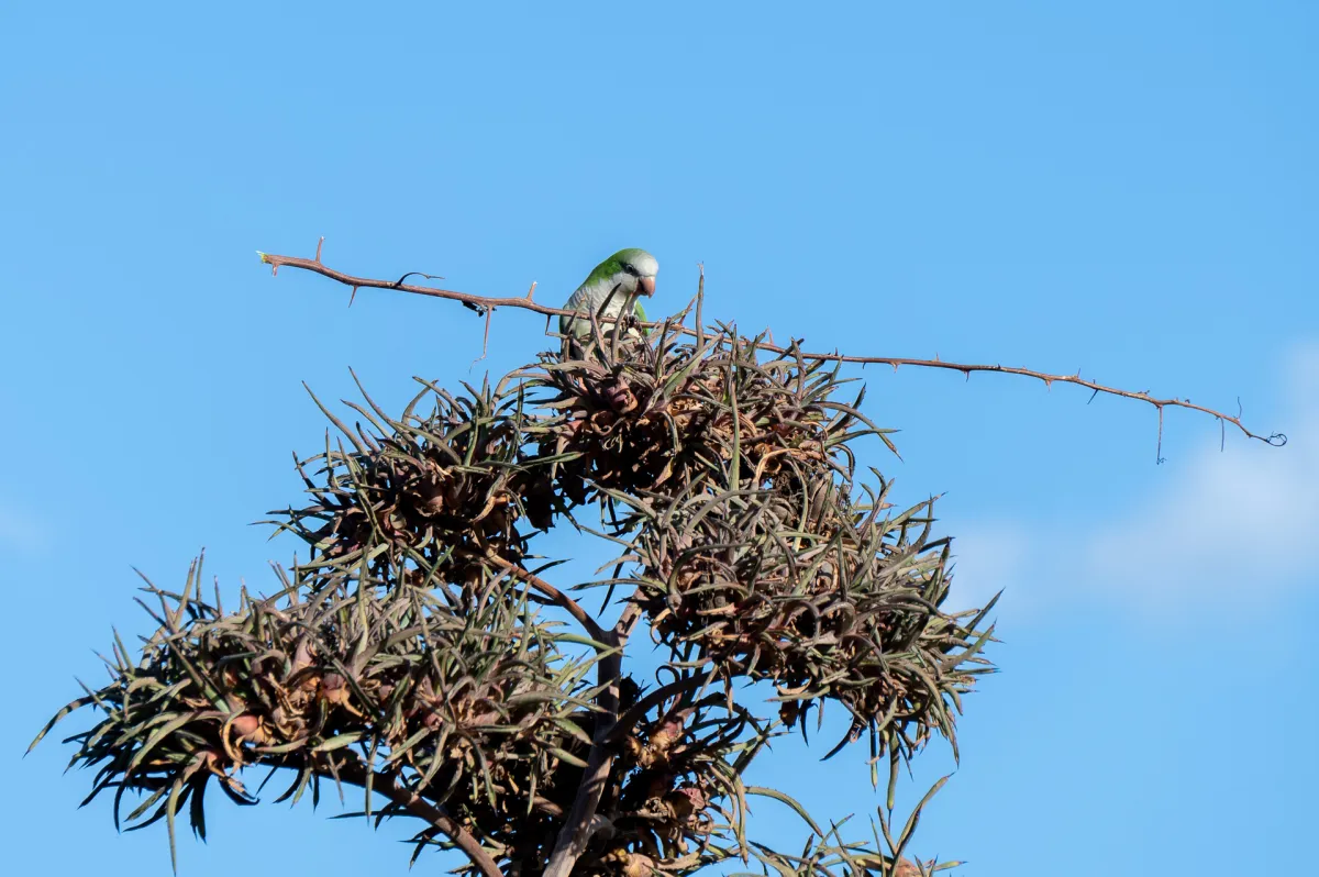 parakeet and large twig, Nerja