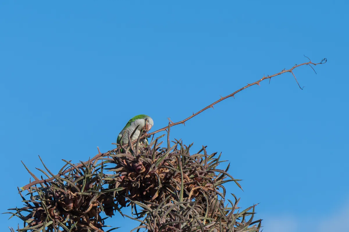 parakeet and twig