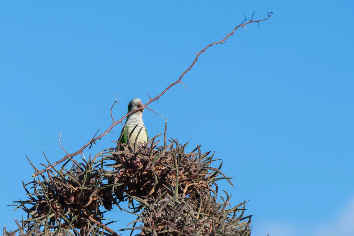 parakeet, Nerja