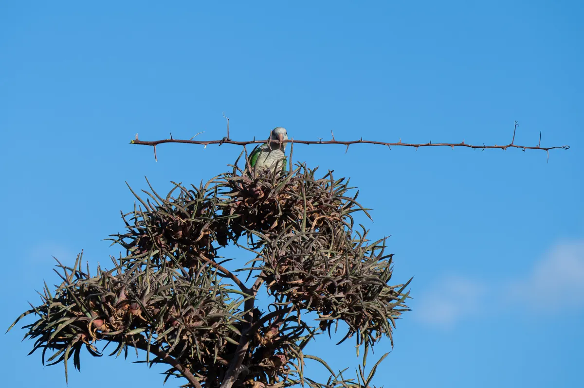 parakeet and twig, Nerja