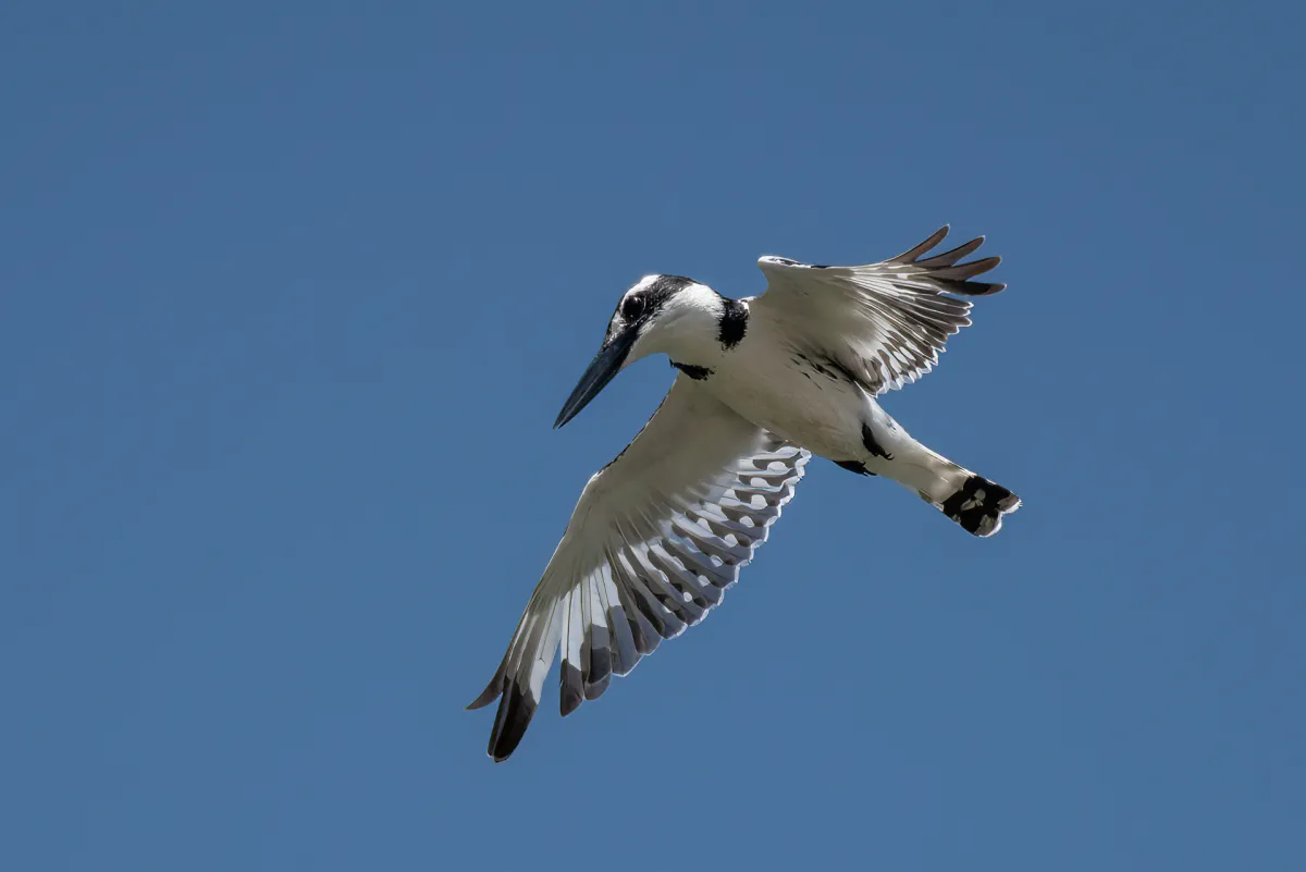 Pied Kingfisher