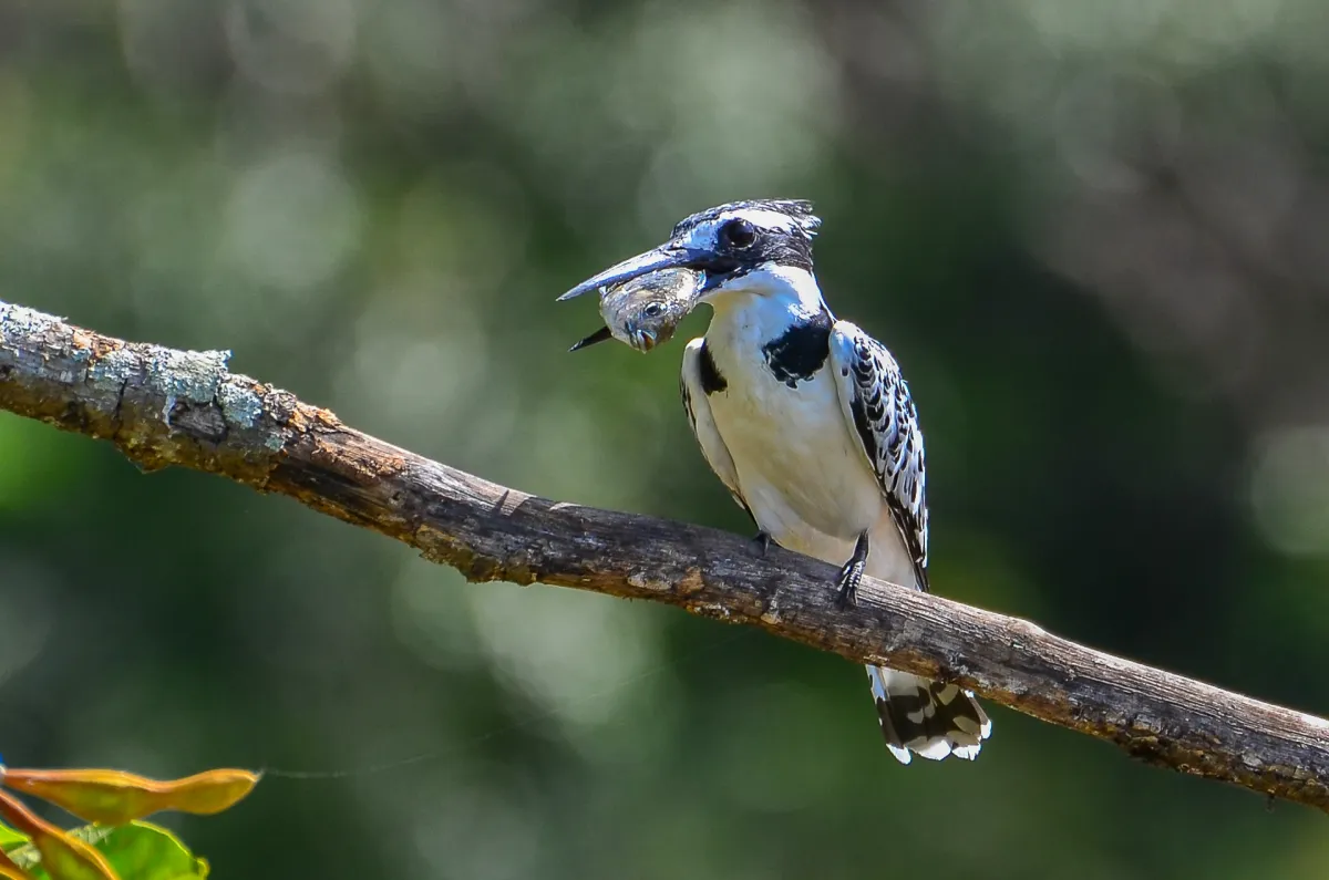 Pied Kingfisher, perched, with fish