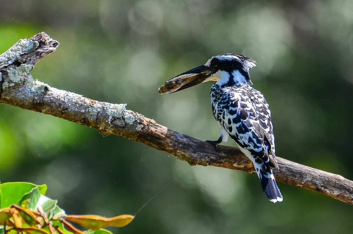 Pied Kingfisher with fish