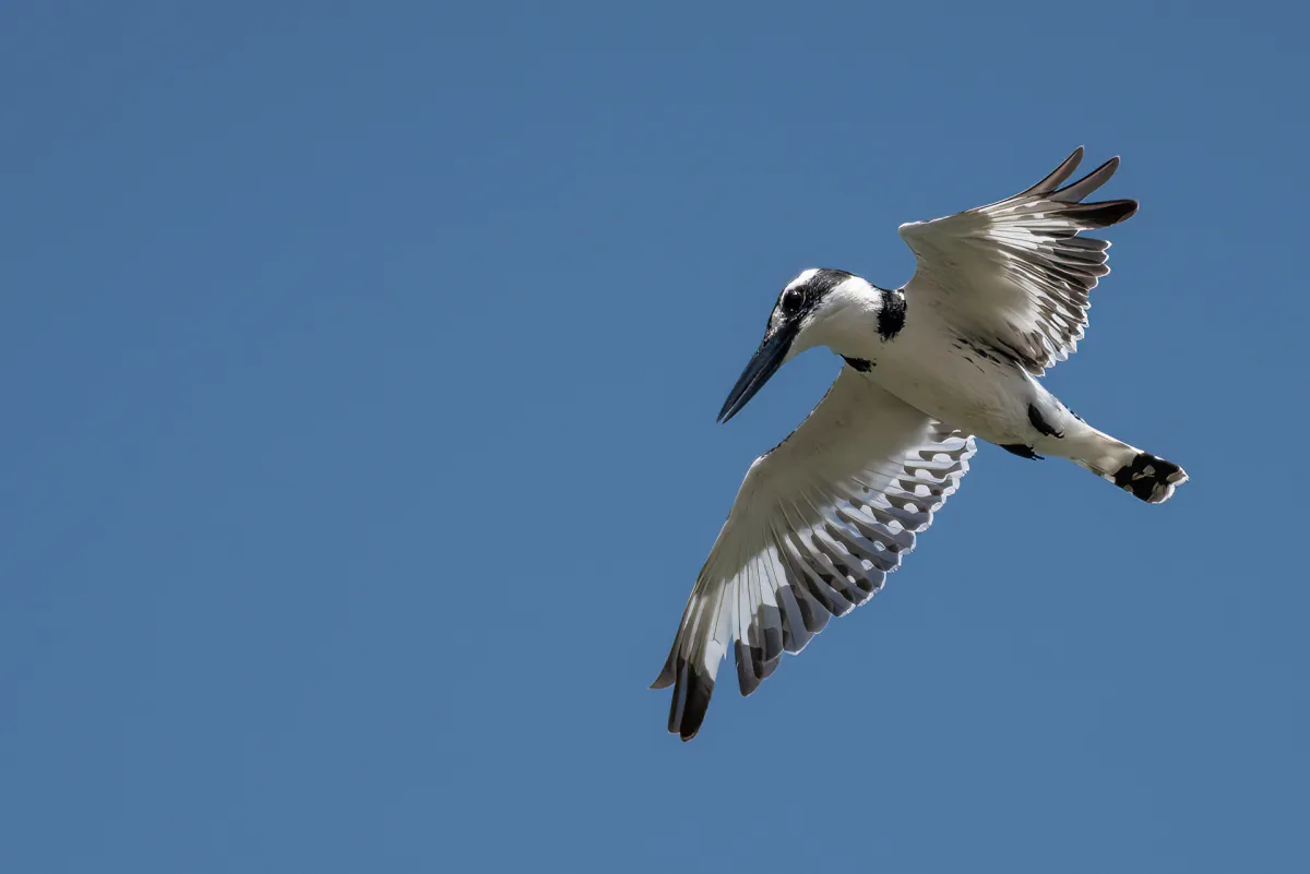 Pied Kingfisher, Ceryle rudis