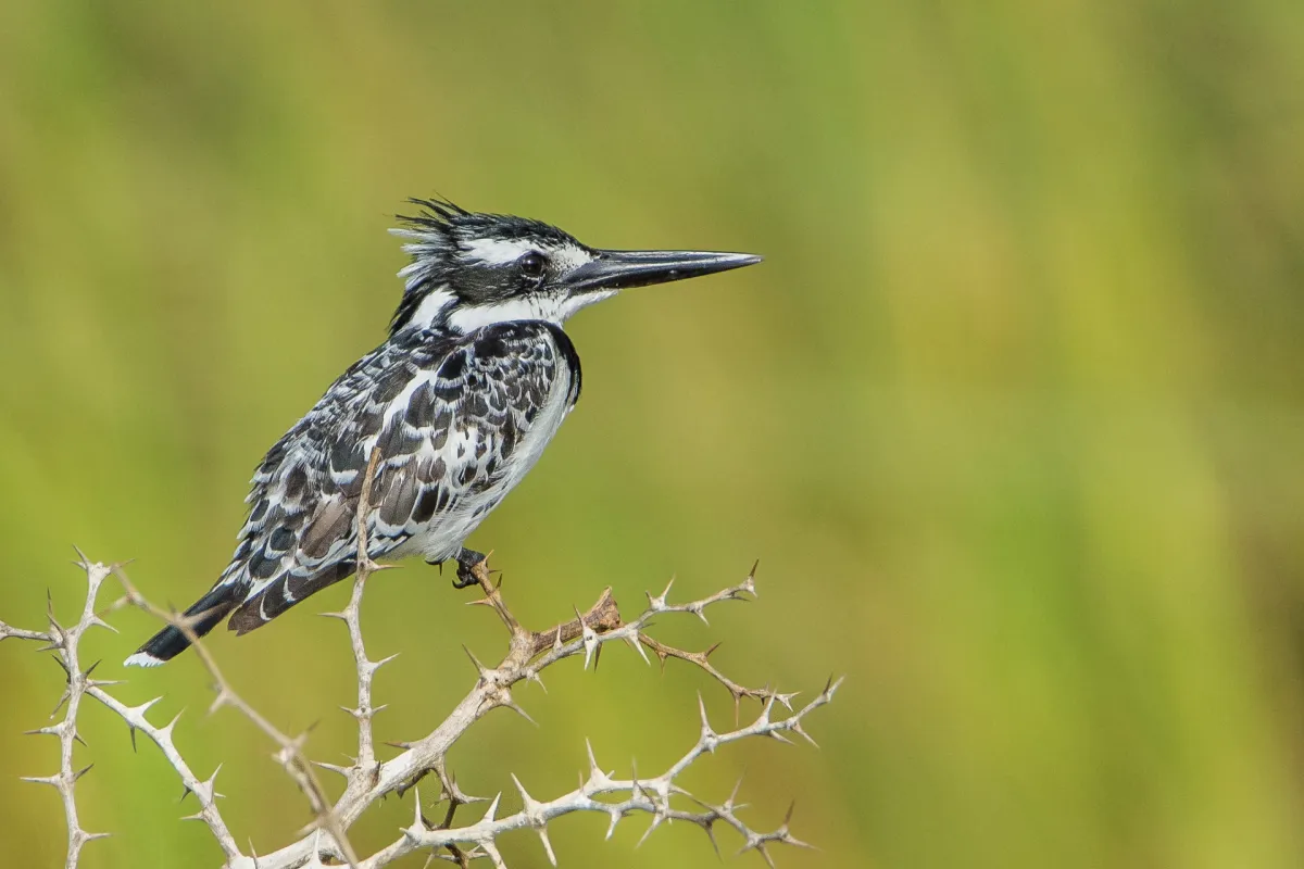 Perched Pied Kingfisher