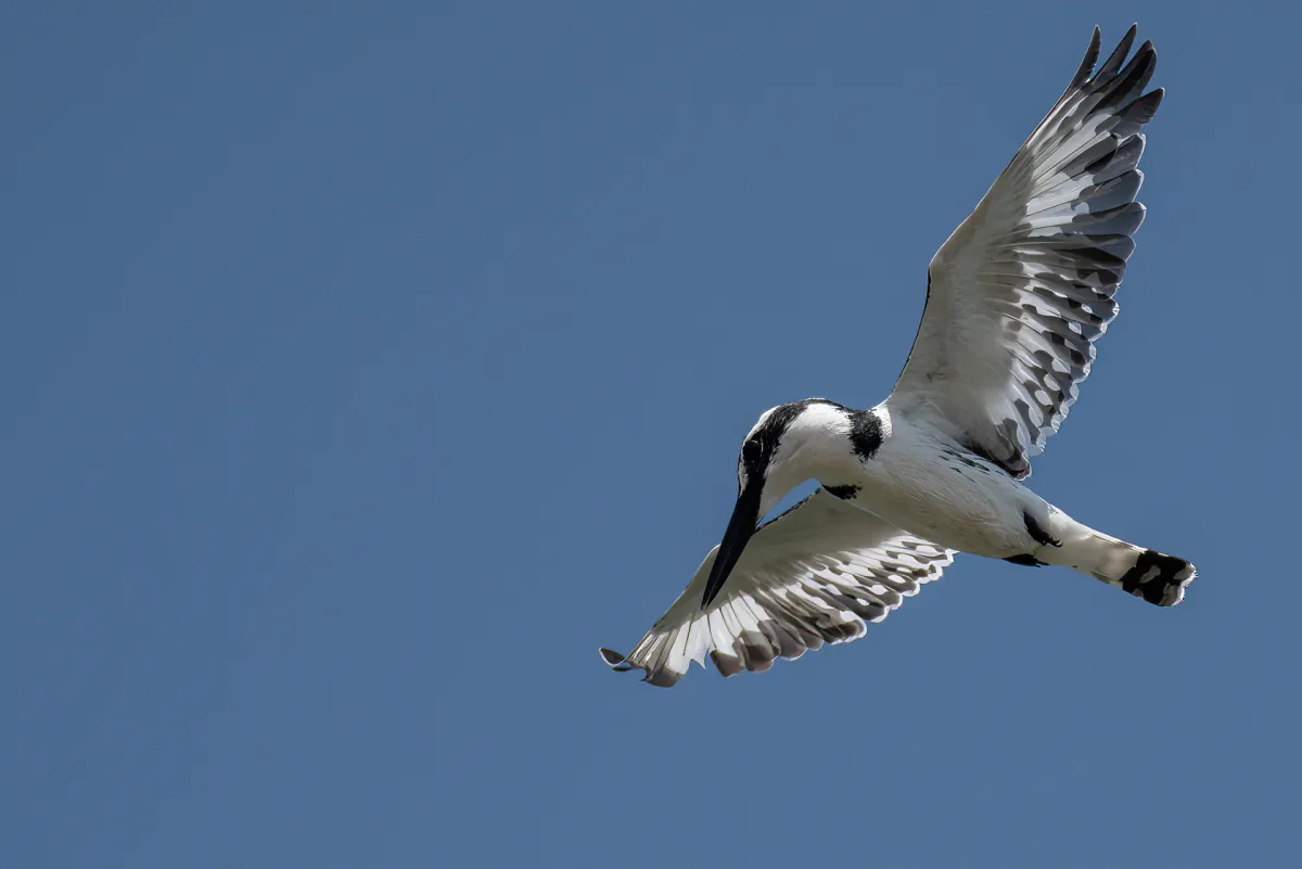 Pied Kingfisher, flight