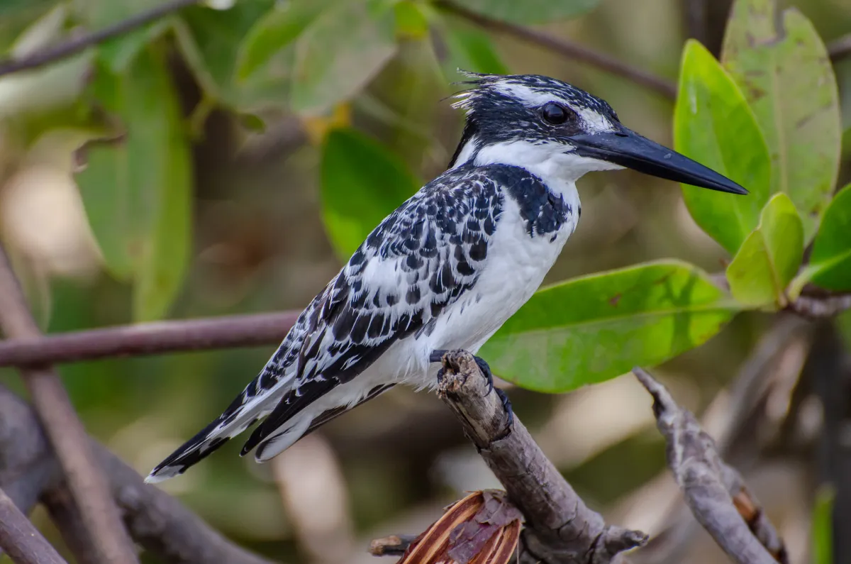 Pied Kingfisher, perched