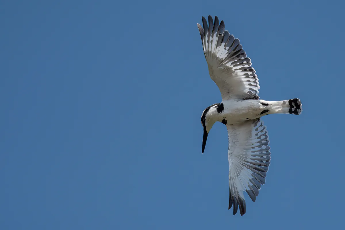 Pied Kingfisher searching for lunch