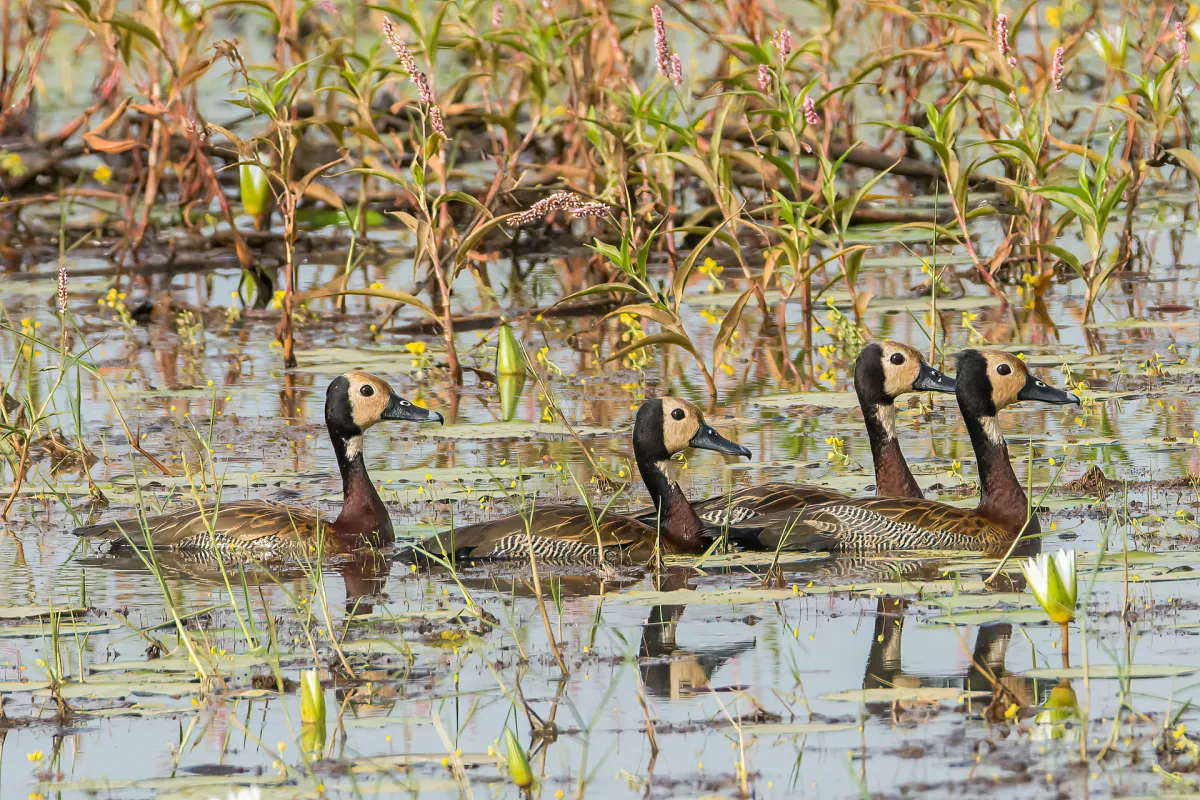 White-faced Whistling Duck