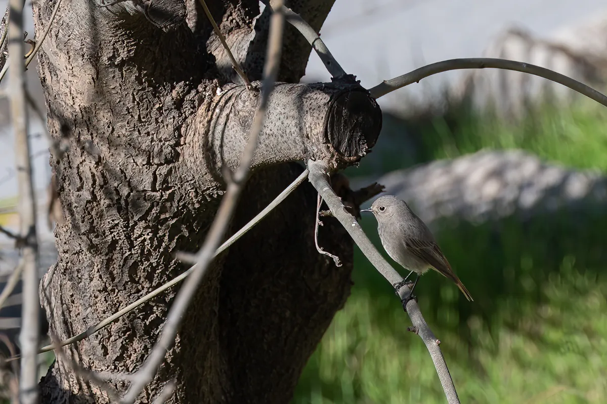 female Black Redstart, Nerja