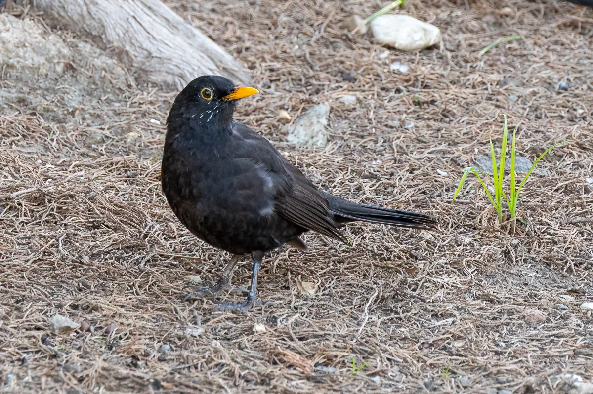 Blackbird, Turdus merula, Nerja