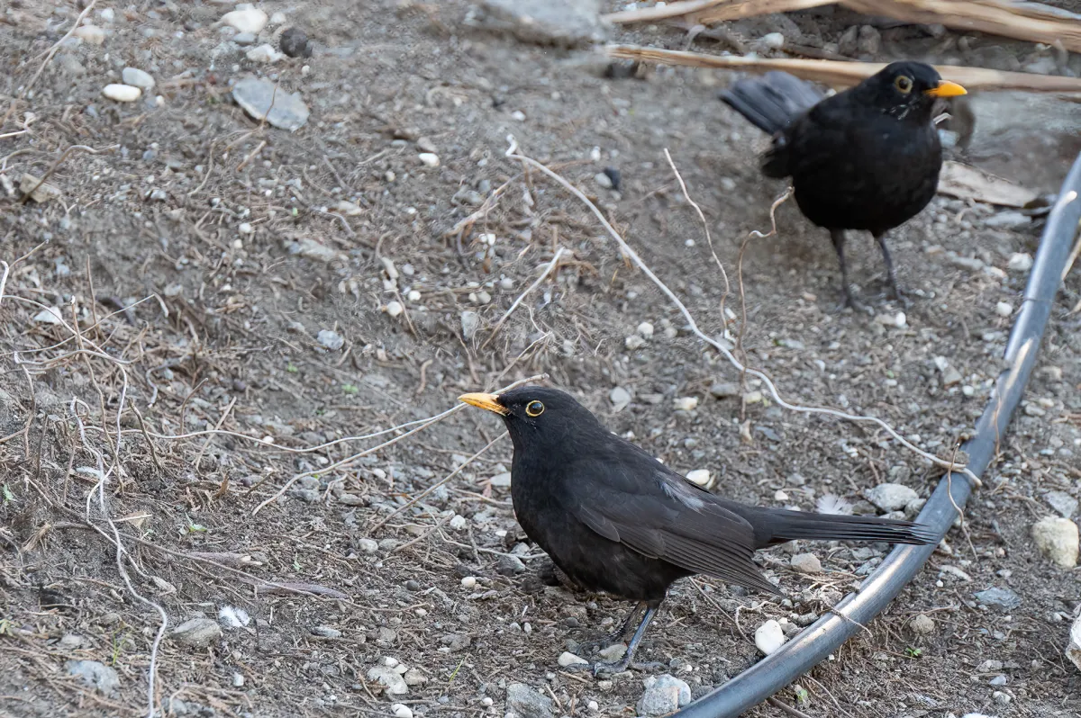 Blackbirds, Turdus merula