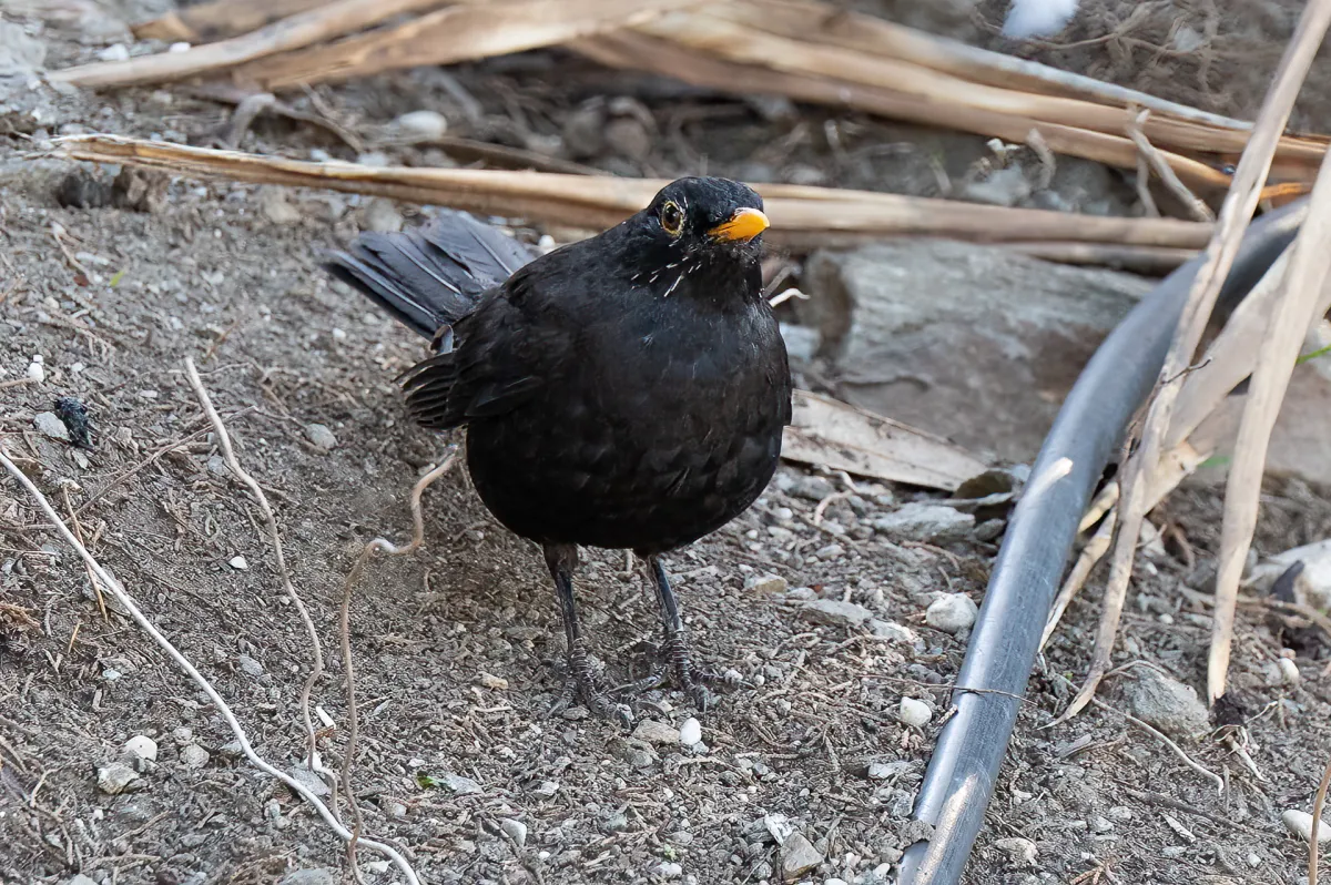 Blackbird, Turdus merula