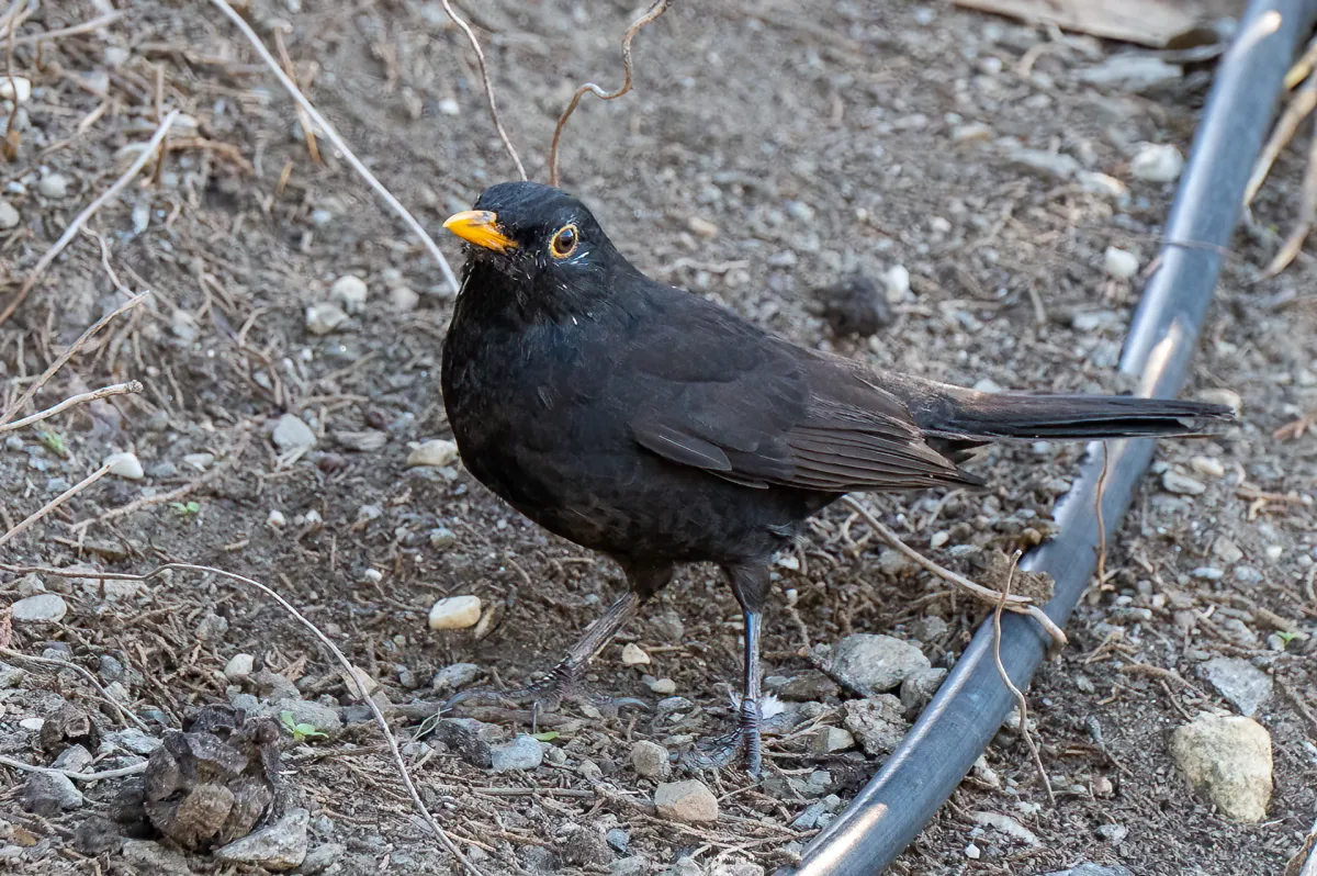 Blackbird, Turdus merula, Nerja, Spain