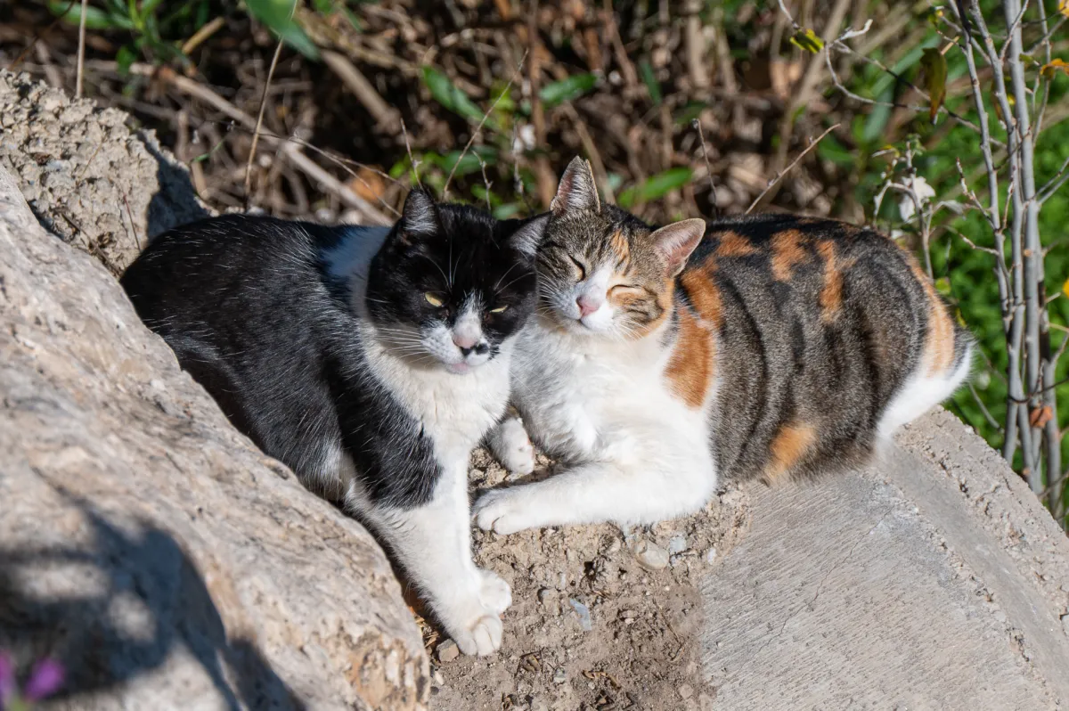 cats on the riverbank, Nerja