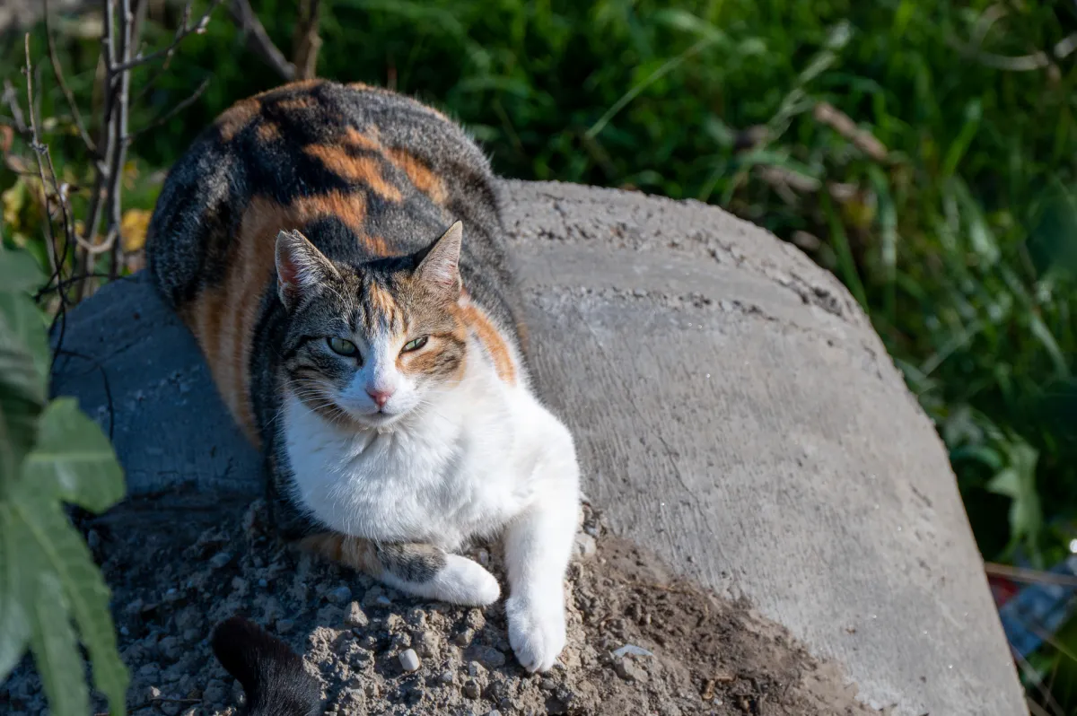 cat on riverbank, Nerja