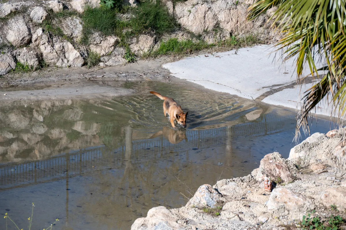 Dog in river