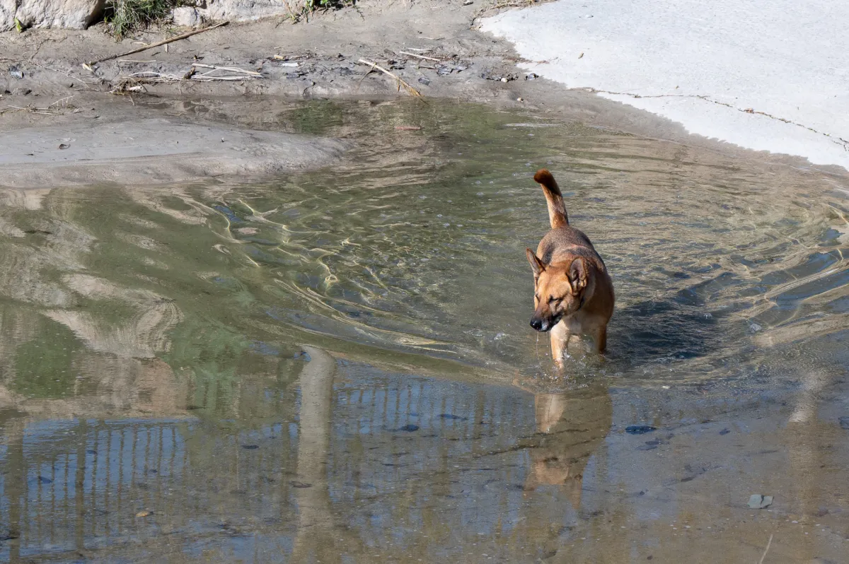 Dog, rio Chillar, Nerja