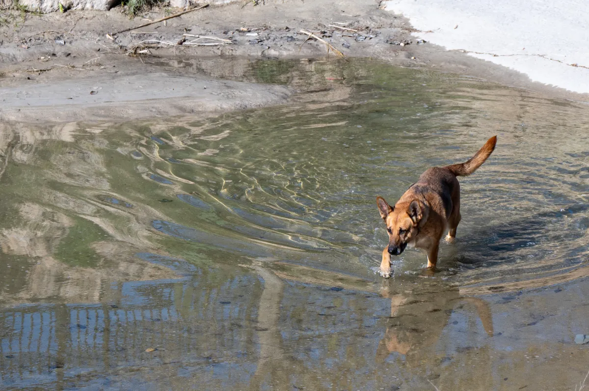 Dog enjoying water