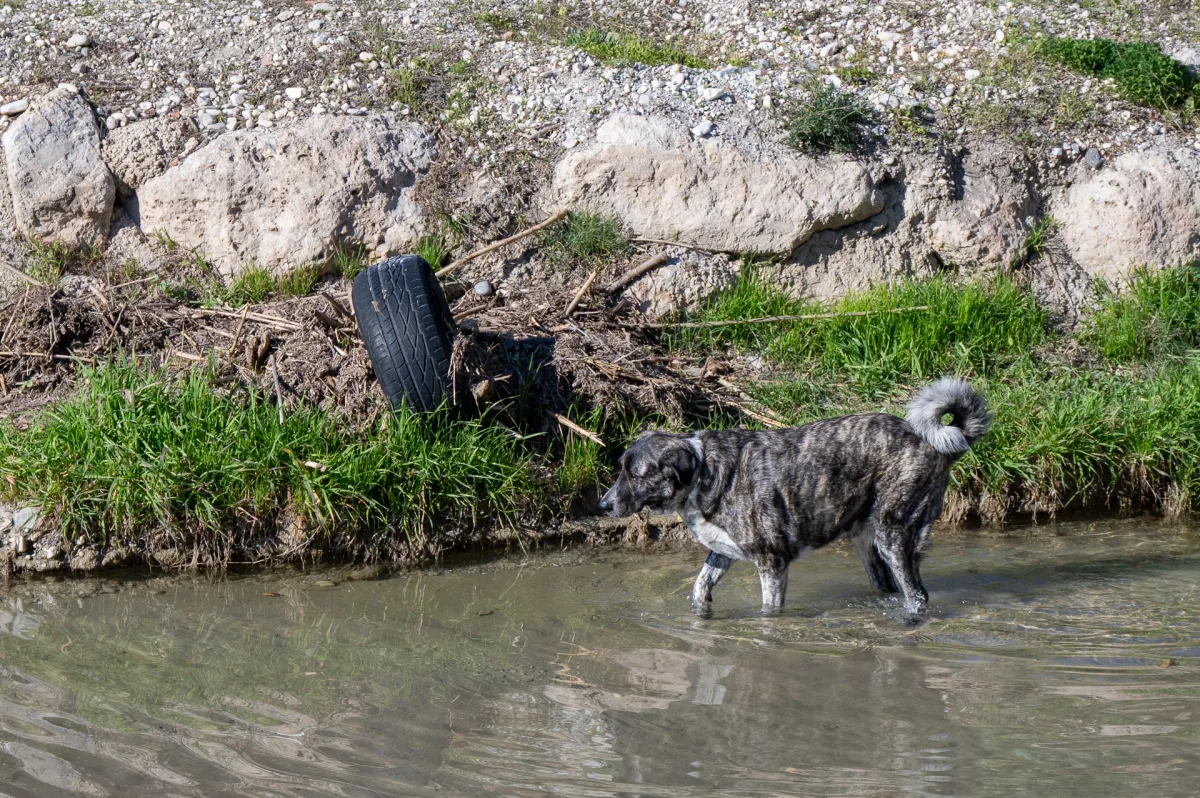 Dog paddling in rio Chillar, Nerja