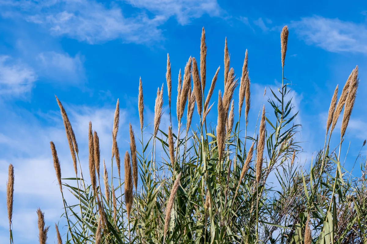 Pampas grass, Nerja