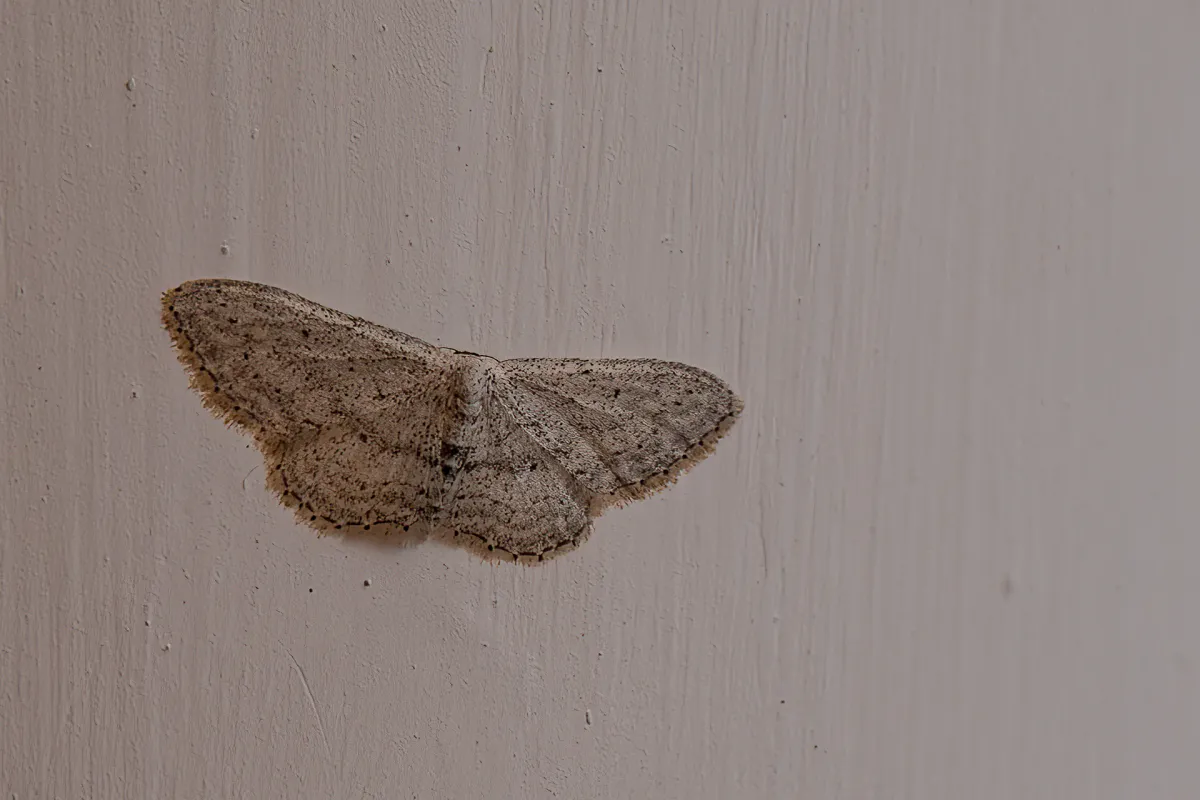 Geometer moth, Nerja