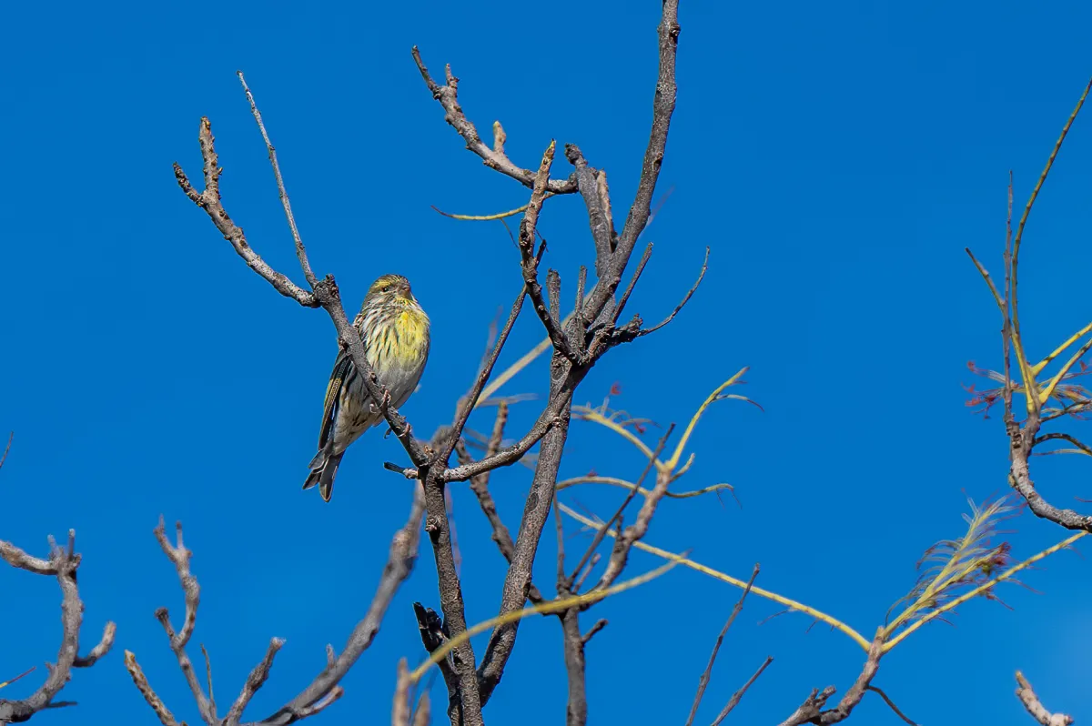 serin, Nerja