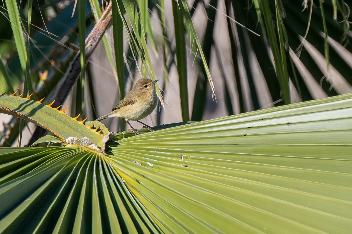 warbler