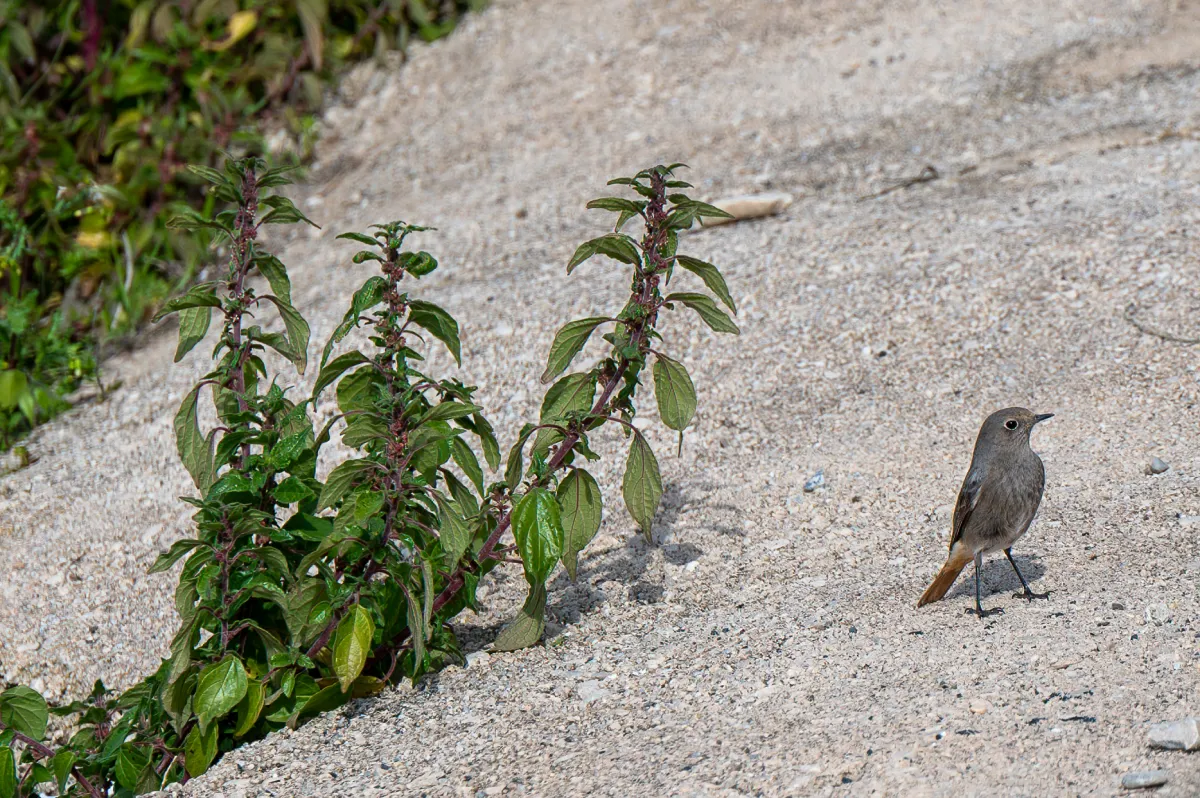 Black Redstart