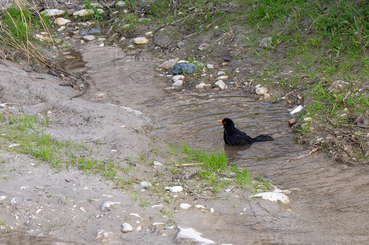 Blackbird bathing, Nerja