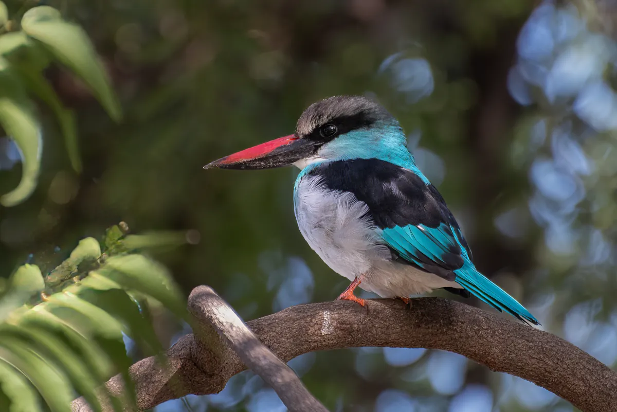 Blue-breasted Kingfisher