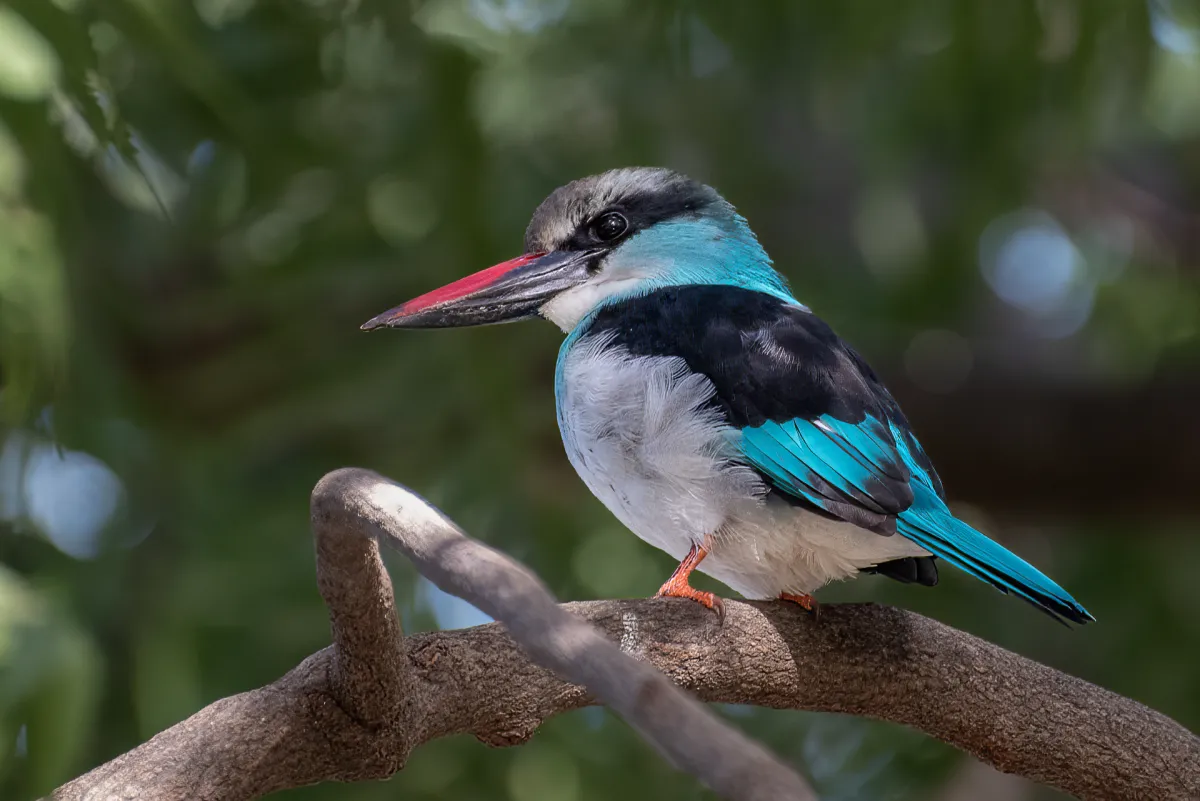 Blue-breasted Kingfisher, The Gambia