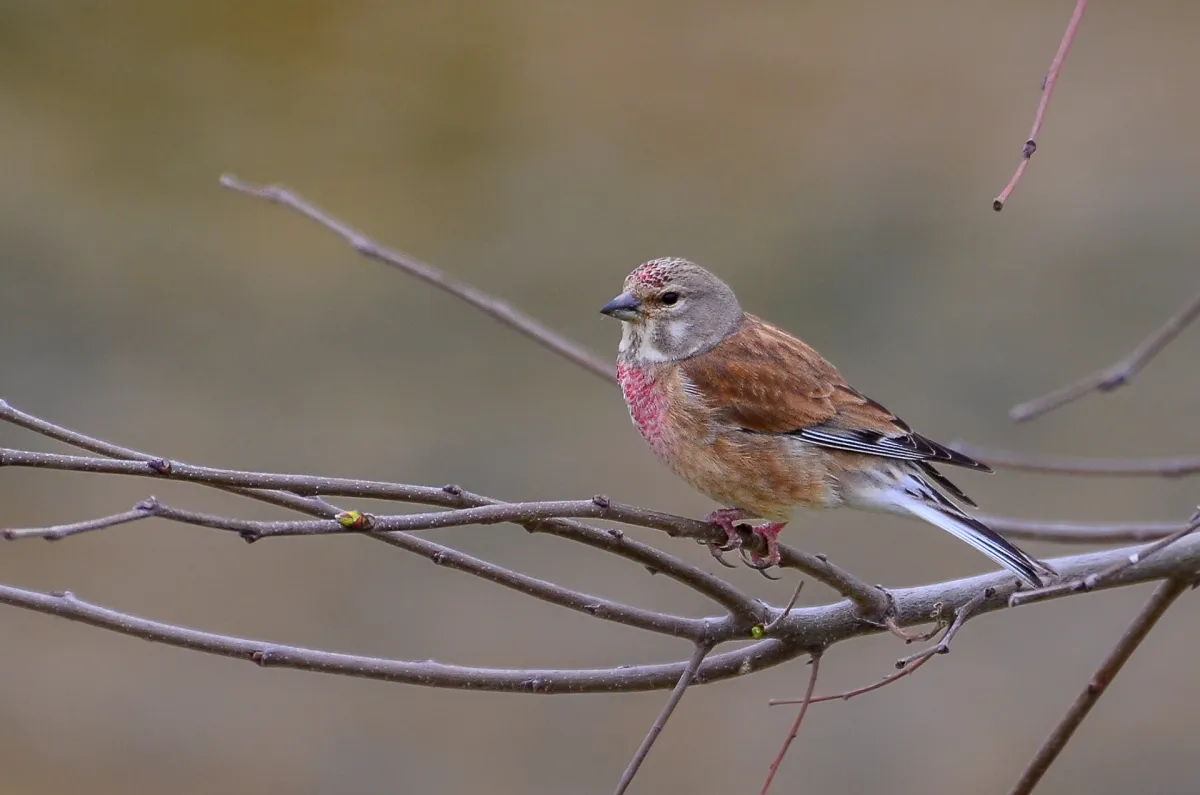 Linnet, Nerja