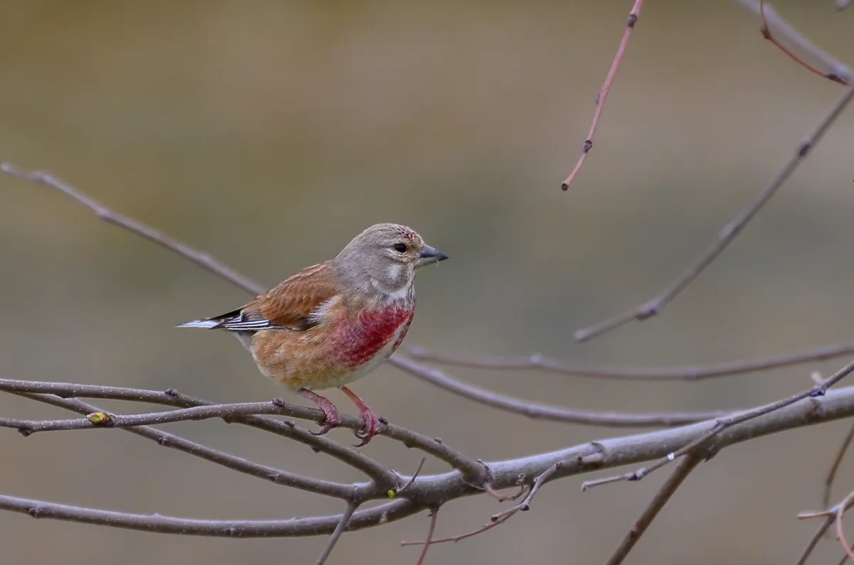 male Linnet, Nerja