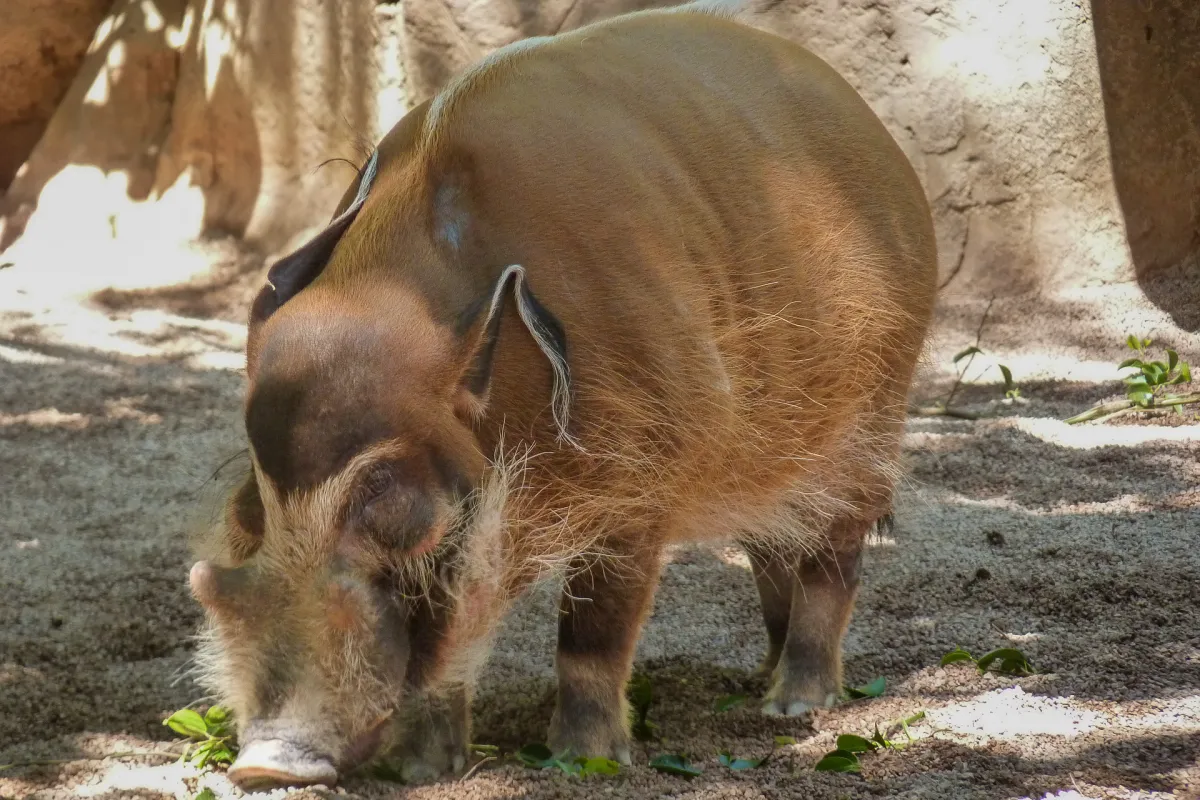 Red River Hog