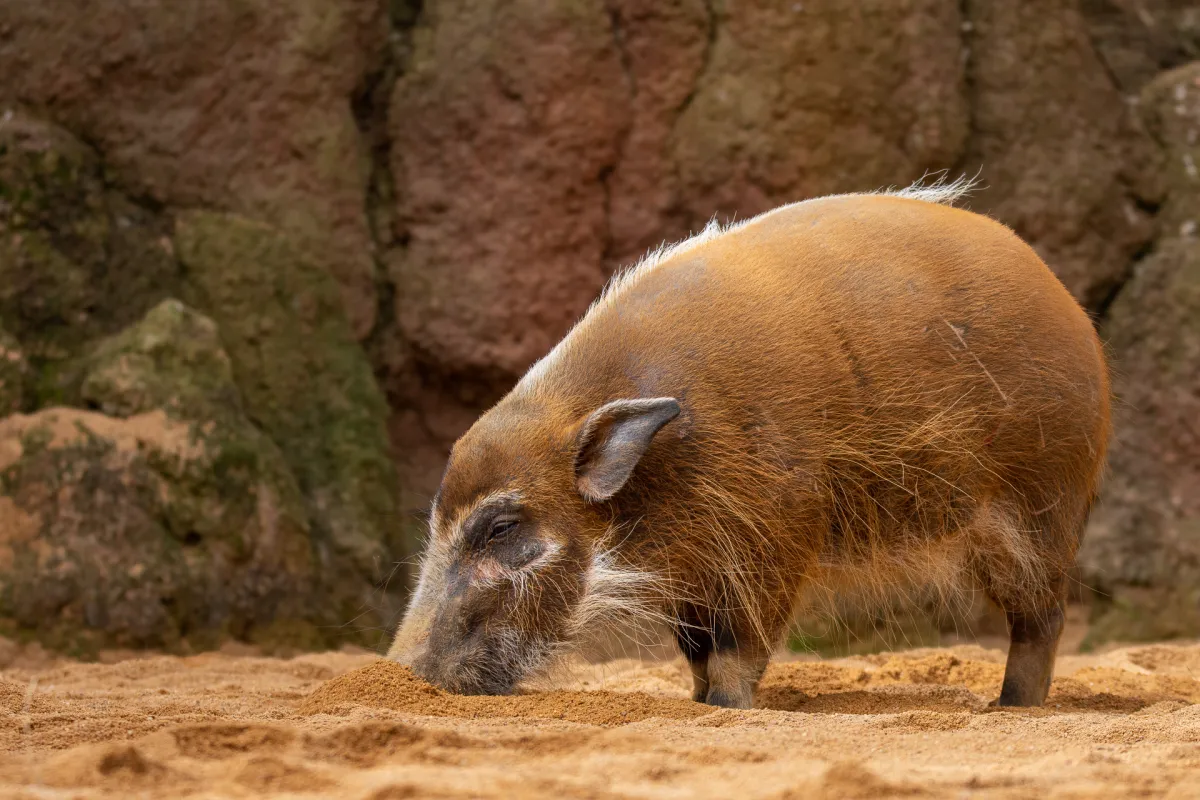 Red River Hog or bushpig