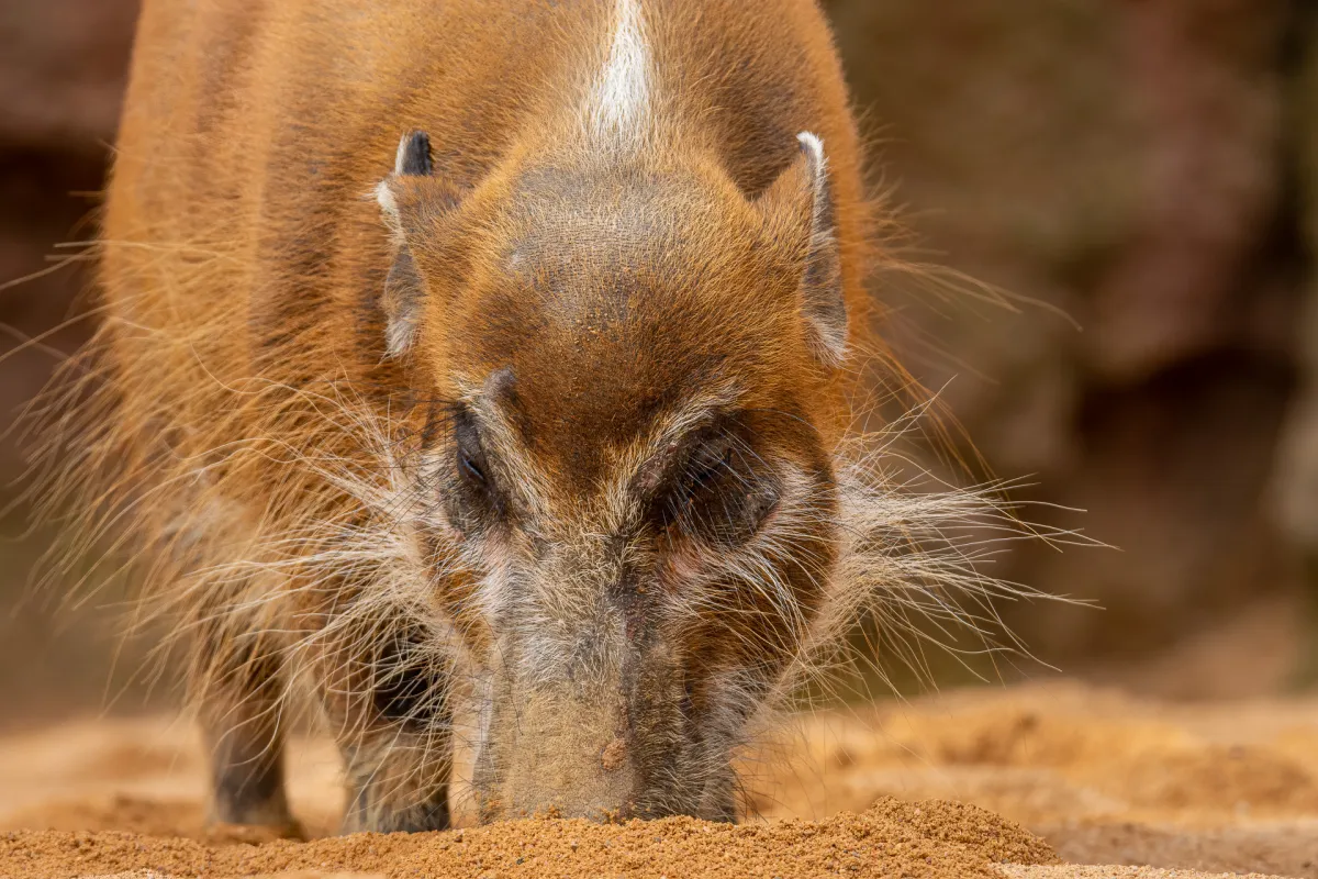 Red River Hog, head-on view