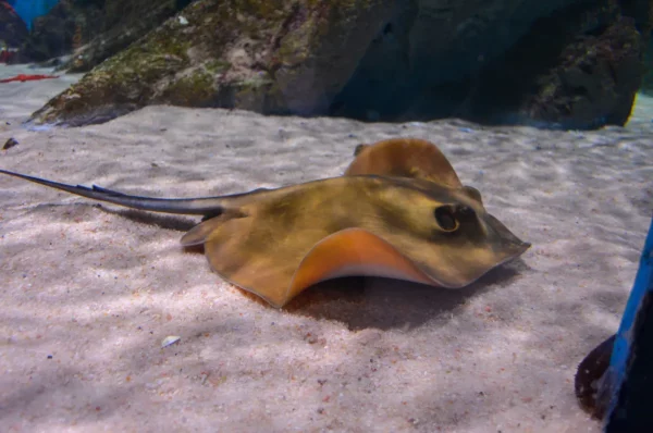 ray at the Almuñécar aquarium