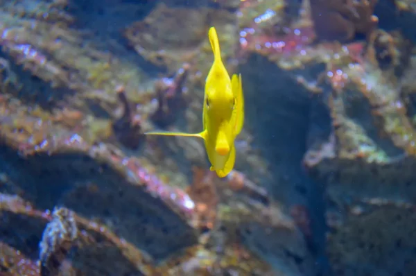 yellow fish, Almuñécar aquarium