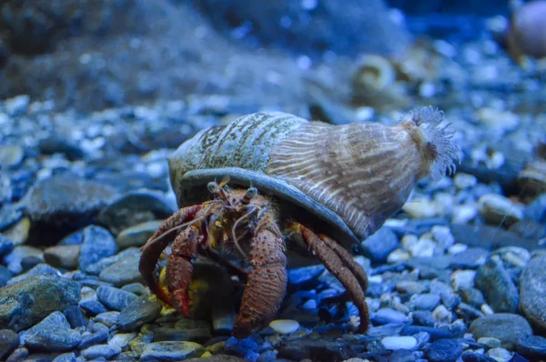 shellfish at Almuñécar aquarium