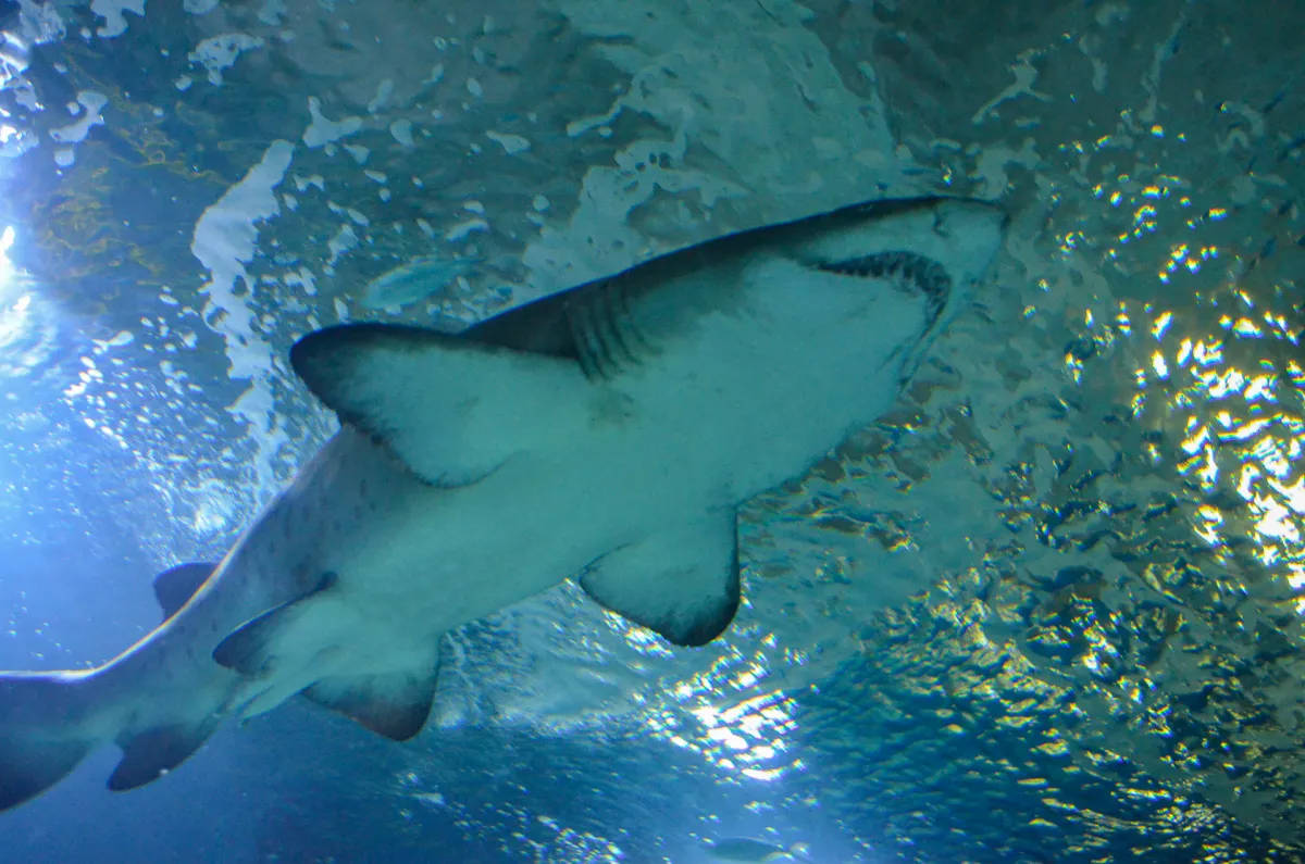 shark at Almuñécar aquarium