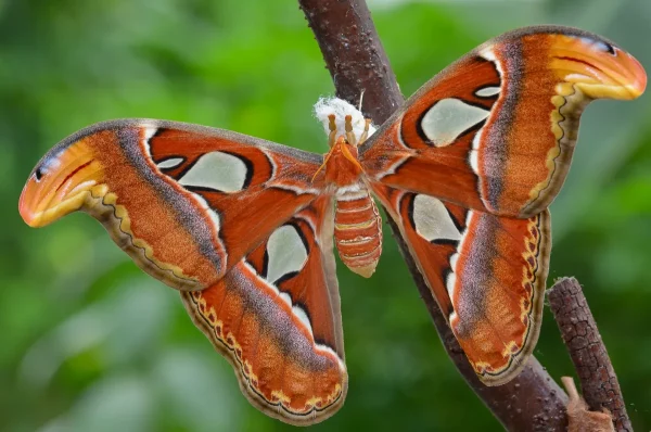 Atlas Moth