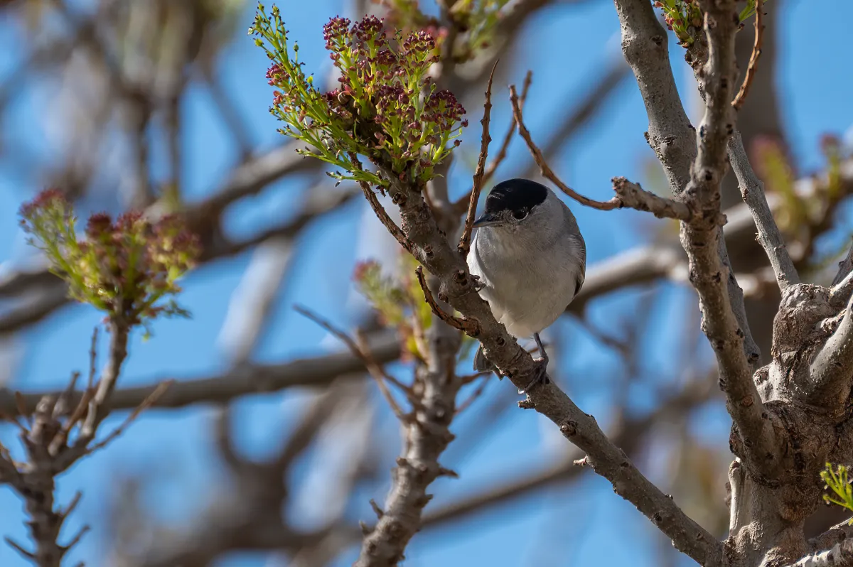 Blackcap, Nerja