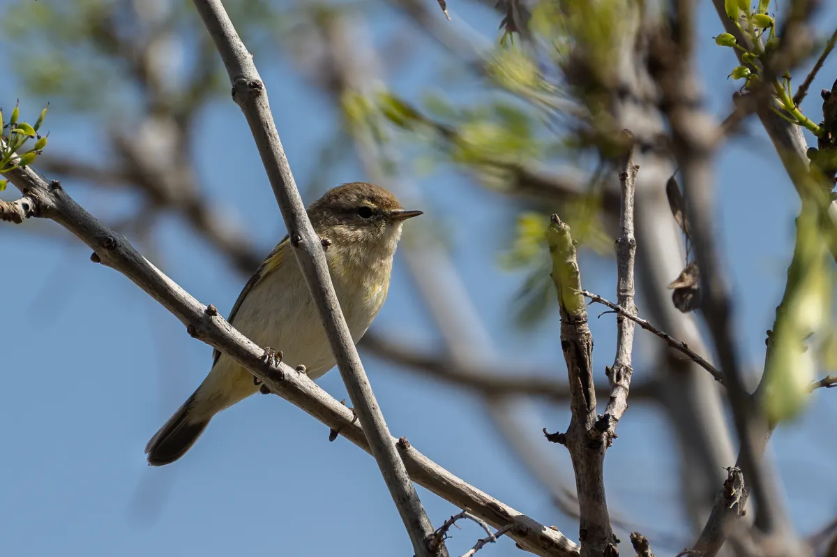 Chiffchaff, Nerja